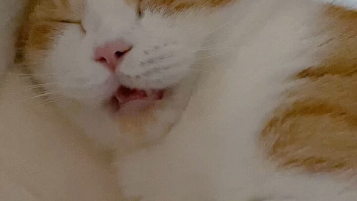 I gently took a puff, not taking away a single cat hair, and all today's worries vanished in an inst