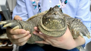 [Pet] Why I Want to Keep an Alligator Snapping Turtle