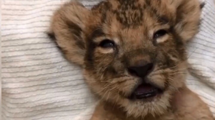 Why are you, a fierce little beast, so cute and adorable? (｀⌒´メ)