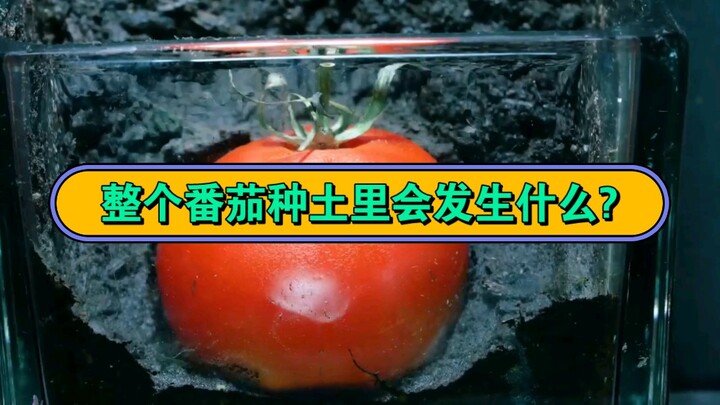 整个番茄种土里会发生什么?