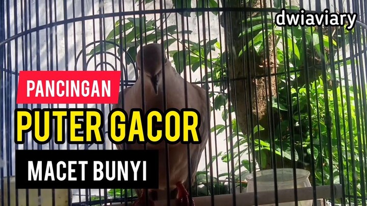 PANCINGAN PUTER LOKAL GACOR BUAT YG MACET BUNYI