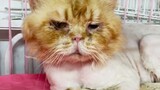 This is a Persian cat, a cat child whose life is not as good as that of a stray cat...