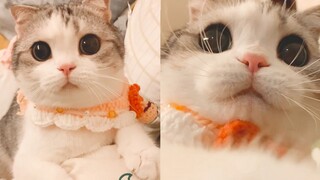 Even the tough guy is addicted! Sucking the cute cat at super close range! awsl!!!