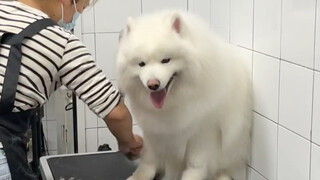 Inilah sebabnya mengapa kebanyakan orang suka memelihara anjing Samoyed.