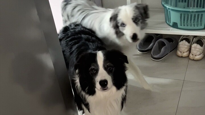 Truly, dogs are not all the same.
