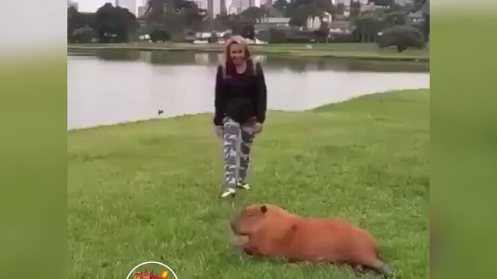 So dangerous—taken down in just three seconds!!!