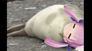 debu senang