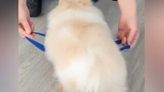 它呲溜一下进去的时候我都惊呆了