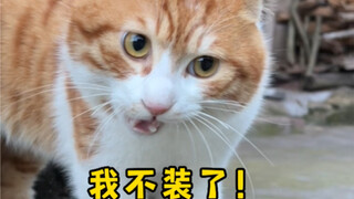 لن أتظاهر بعد الآن! في الحقيقة، لقد قبلتُ الشخص الثاني في قائمتك من قبل~