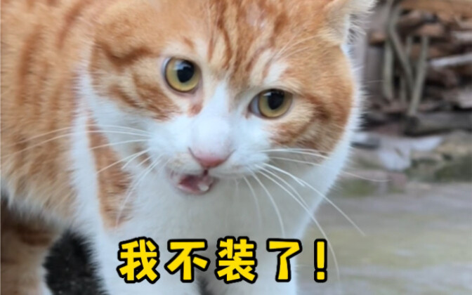 I'm not pretending anymore! Actually, I've kissed the second person on your list before~