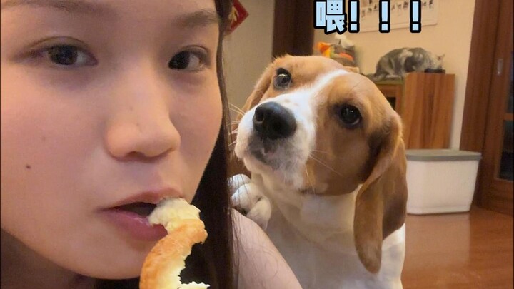 Beagle: Hey, what’s the Beagle Victims’ Alliance?