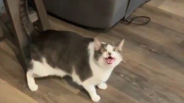 吸猫