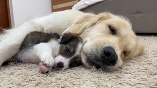 يا له من ظريف! الكلب الصغير اتخذ الكلب الذهبي وسادةً وسريرًا، وينام مُستندًا إليه ومُلتصقًا به، بل و