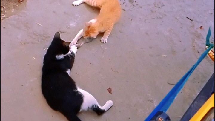 pusa