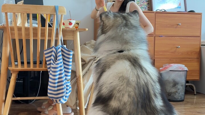 Không hiểu Mèo Béo nói gì, nhưng Mèo Béo lại hiểu mình nói thì thật là ngại…