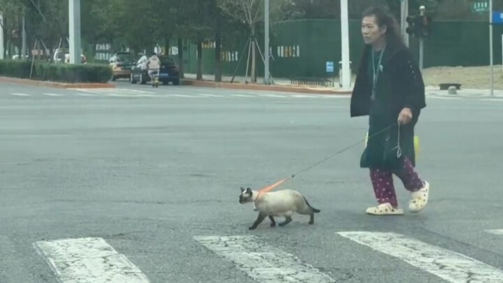 《暹罗猫•传》