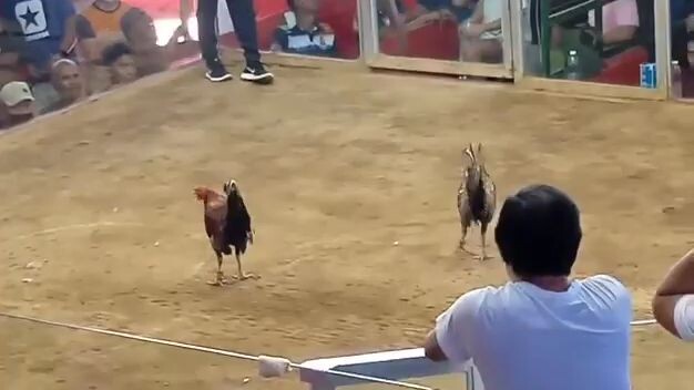 2nd win ni kanggaroo tinola  line ganda kalaban