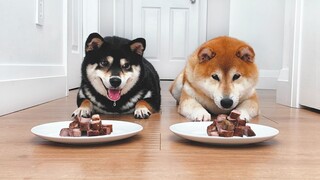 If the owner forgets to give the command, will the dog steal the steak?