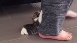 Bayi Kucing: Imut Banget!