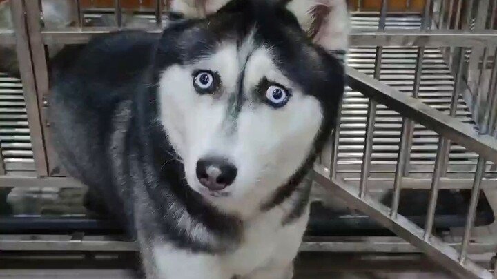 Husky Trivia