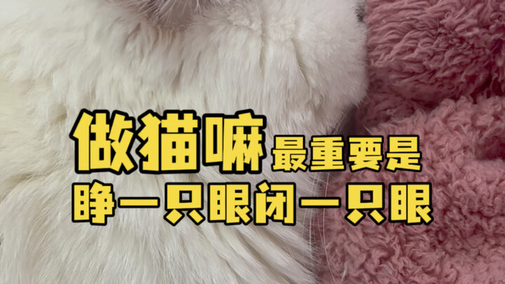 Malam hari pergi ke agen pengiriman untuk mengambil paket makanan kucing, tapi di tengah jalan terny