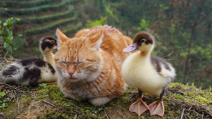 [Animals]Cute moments of ducks and cats