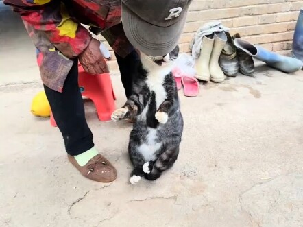 Hakimi still needs Hakini milk to be cured. There’s a reason why people say cats raised by elders ar