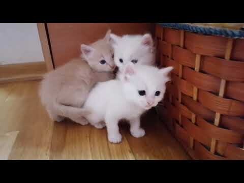 The Little Cute Kitten Angry Like Her Mother