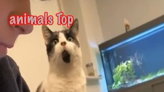 Động vật dễ thương khi bạn căng thẳng tập 3