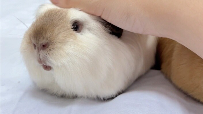 Apakah Anda ke sini untuk mendengarkan si kelinci percobaan mengirim telegram lagi?