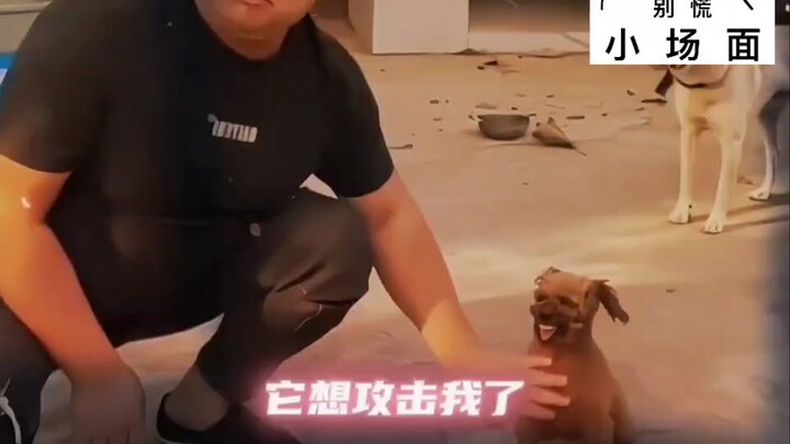 “它想攻击我了，我能躲的开！”哈哈