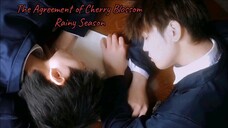 Cherry Blossom Rainy Season Promise | May 1