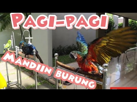 MANDIIN MACAW SENENG BANGET!! HYACINTH MACAW DAN CATALINA MACAW
