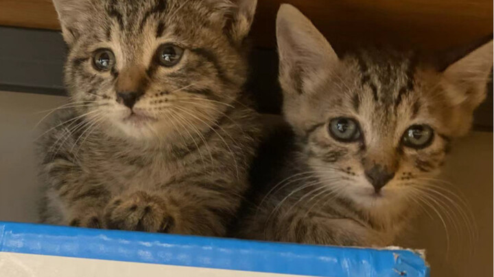 Kế hoạch cứu trợ mèo con mùa hè 1⃣️: Thay vì mua, hãy “bắt cóc”! 📣📣📣