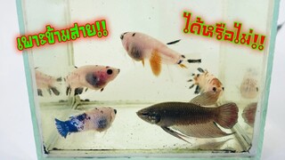 ปลากัดเพาะข้ามสายพันธุ์ได้หรือไม่เดี๋ยวรู้กันสไตล์korattv