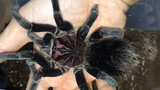 Reptile|20 cm Super Giant Spider