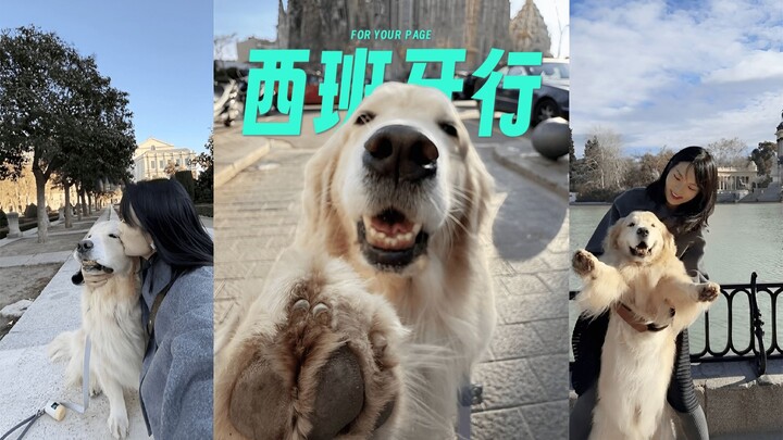 Perjalanan ke Spanyol si Anjing Golden Kecil 💛🇪🇸
