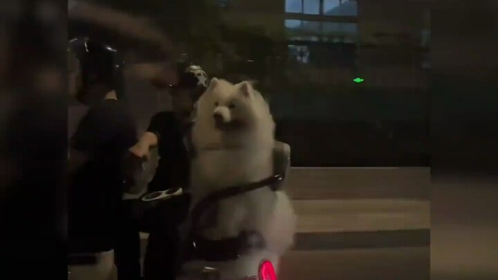 صديق جيد الكلب