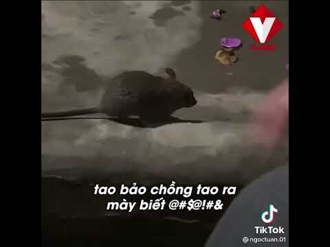 Cắn có tí bả chửi muốn chầm cảm🐀!