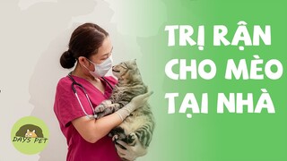 Cách TRỊ RẬN CHO MÈO Sẽ không còn khó với bạn nữa - Dayspet