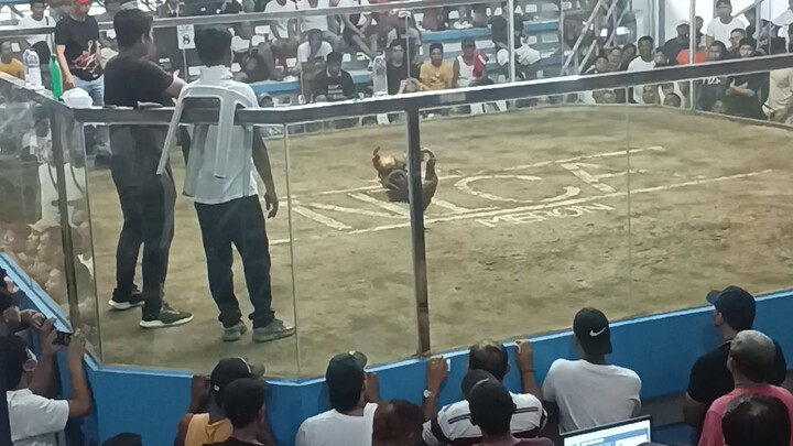 angas