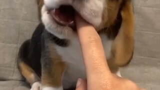 When you put your finger in front of the puppy...