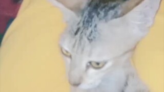cat tiktok