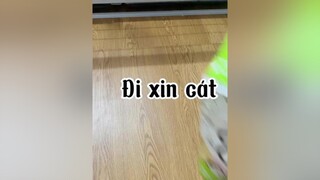 Qua nhà chị  ăn xinnnn cat mèo