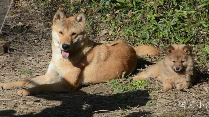 Life in the deep mountains of the countryside: raising the silliest dog and petting the fiercest cat