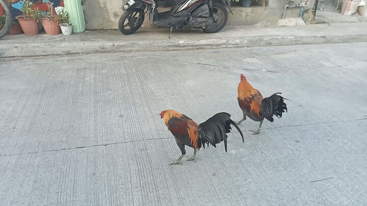 6months pumpkin hatch x spangle hatch