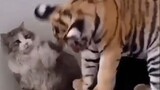 [Động vật]Khi mèo đánh nhau với động vật khác