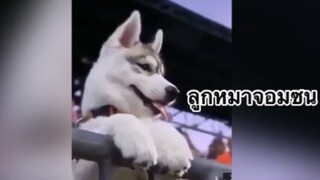 เพื่อนตัวน้อย สัตว์เลี้ยงแสนซน : ลูกหมาจอมซน