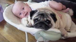 สุนัขตลกที่อิจฉาของทารก - สุนัขที่น่ารัก
