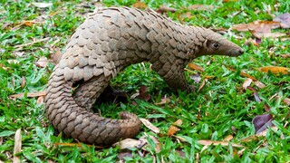 Can pangolins really "pierce mountains"? And why has it become the most heavily trafficked mammal in